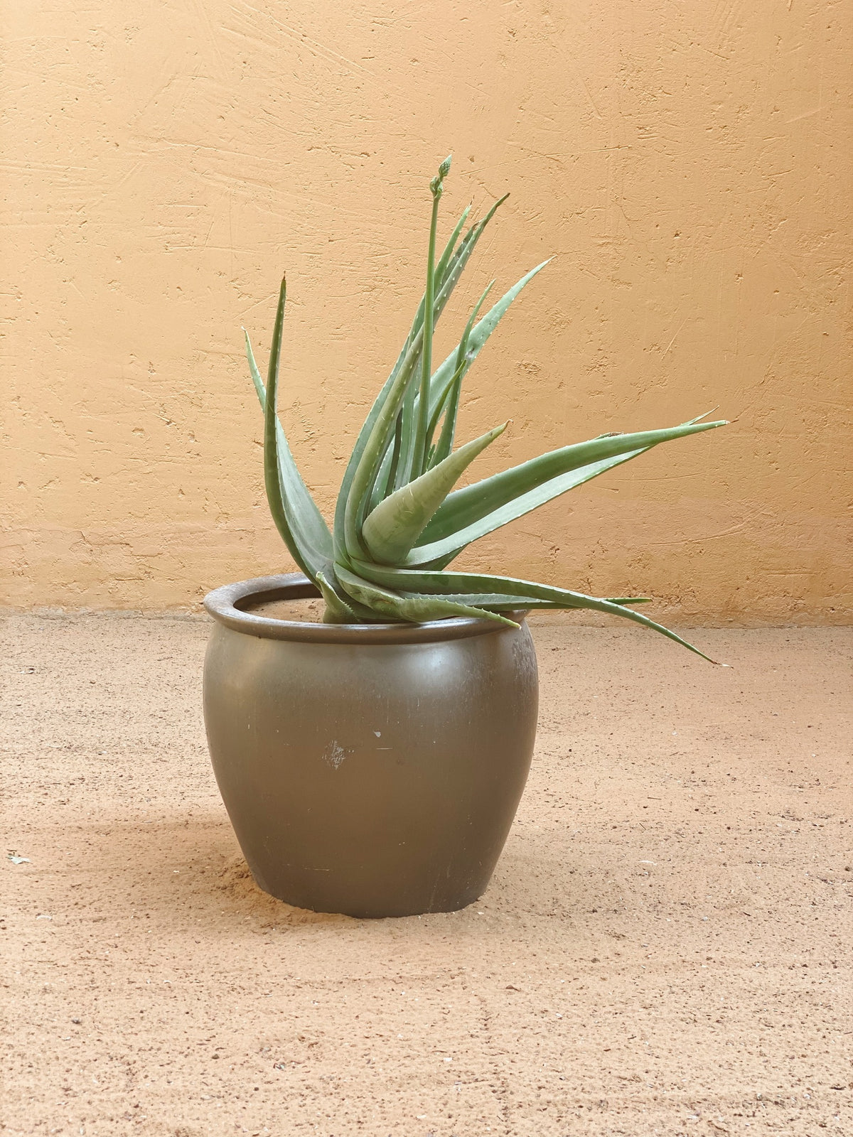 How To Bring Houseplants Into Your Home