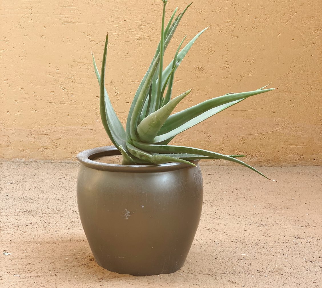 DIY Hair Masks: Deep Cleansing Agave Mask