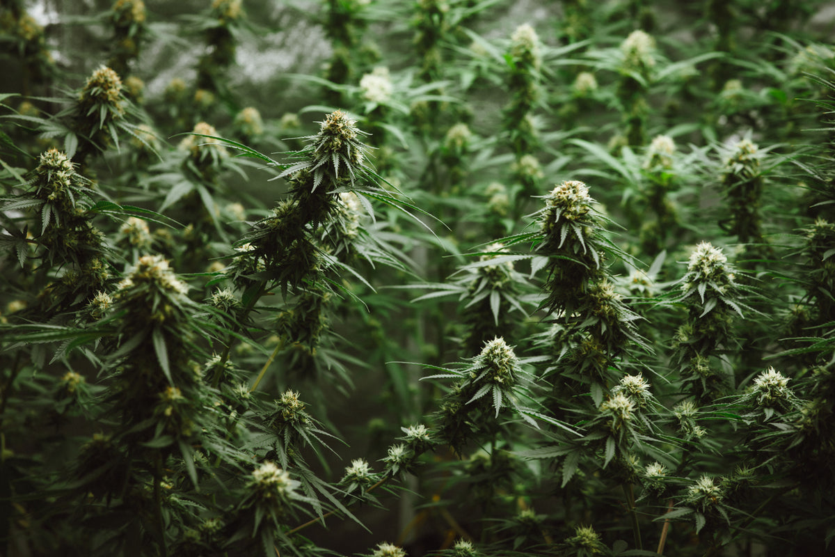 5 Myths About CBD Debunked