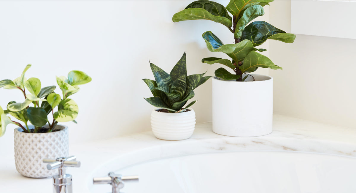 Plant Styling 101: Small Spaces